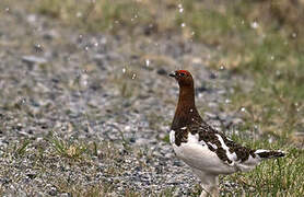 Willow Ptarmigan