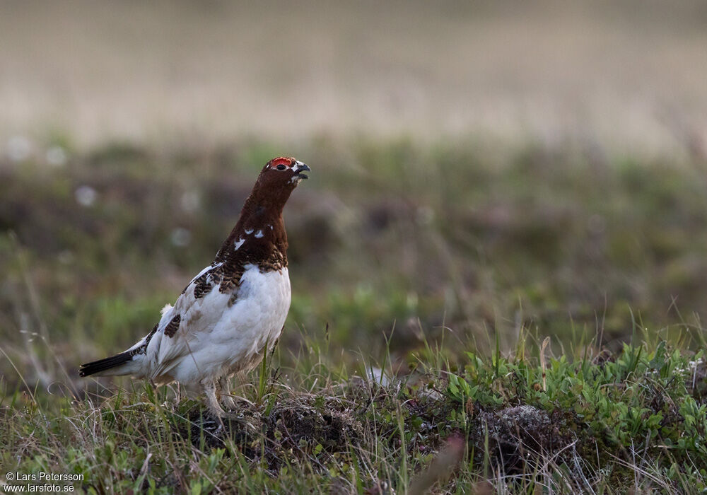 Willow Ptarmigan