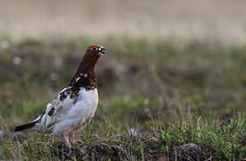 Willow Ptarmigan