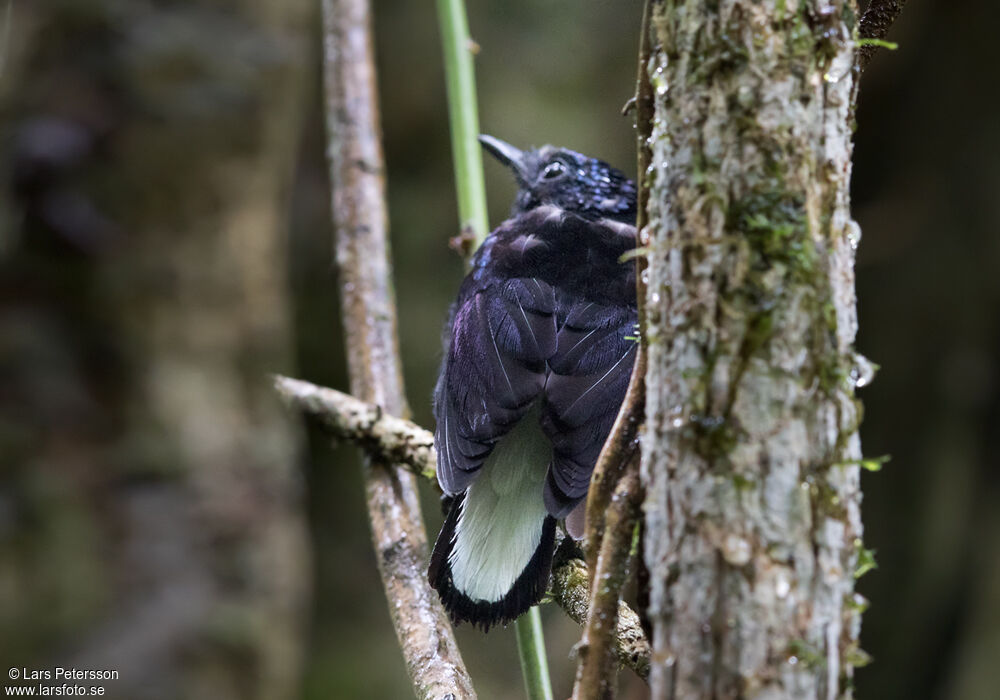 Natewa Silktail