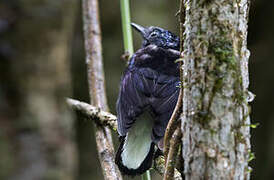 Natewa Silktail