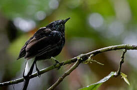 Natewa Silktail