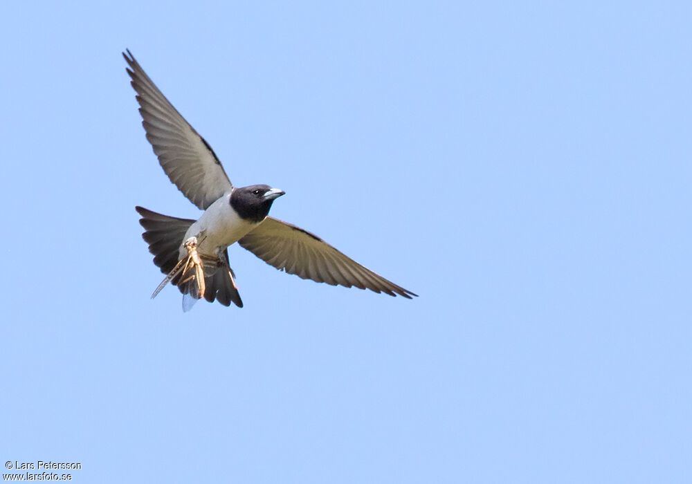 White-breasted Woodswallow