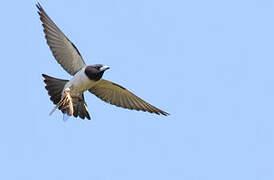 White-breasted Woodswallow