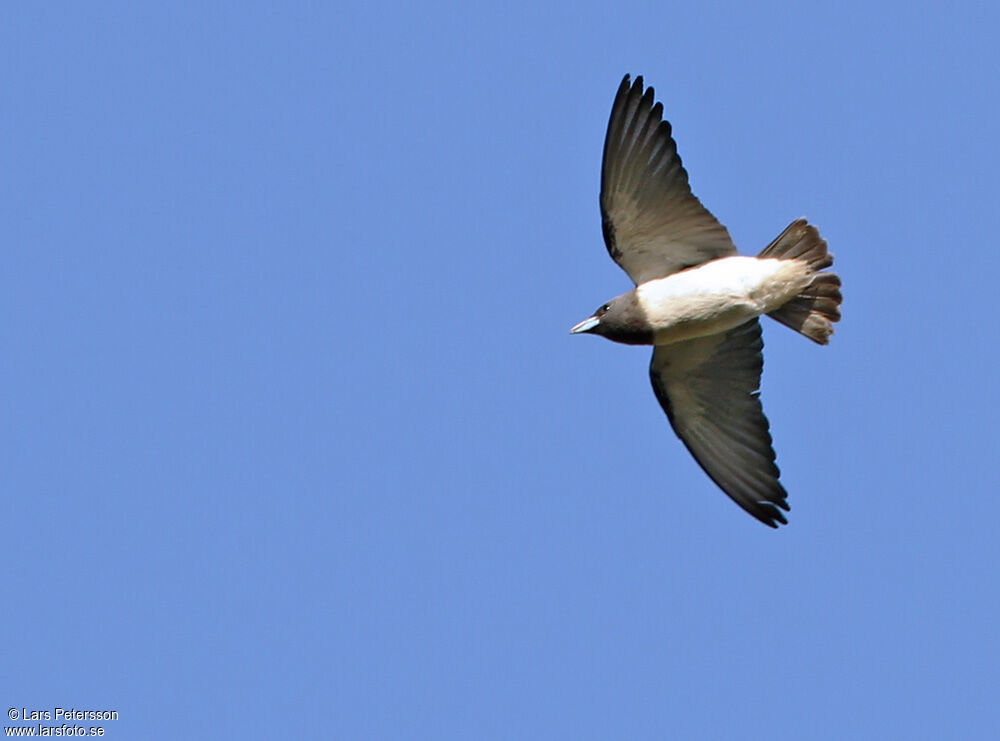 White-breasted Woodswallow