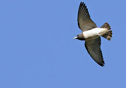 White-breasted Woodswallow