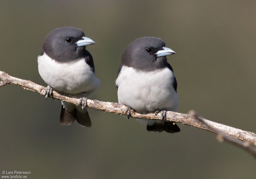 White-breasted Woodswallow