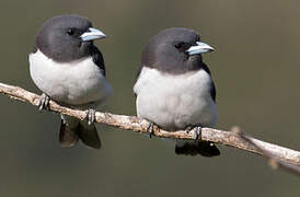 White-breasted Woodswallow