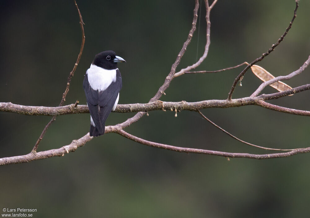 White-backed Woodswallow