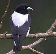 White-backed Woodswallow