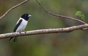 White-backed Woodswallow