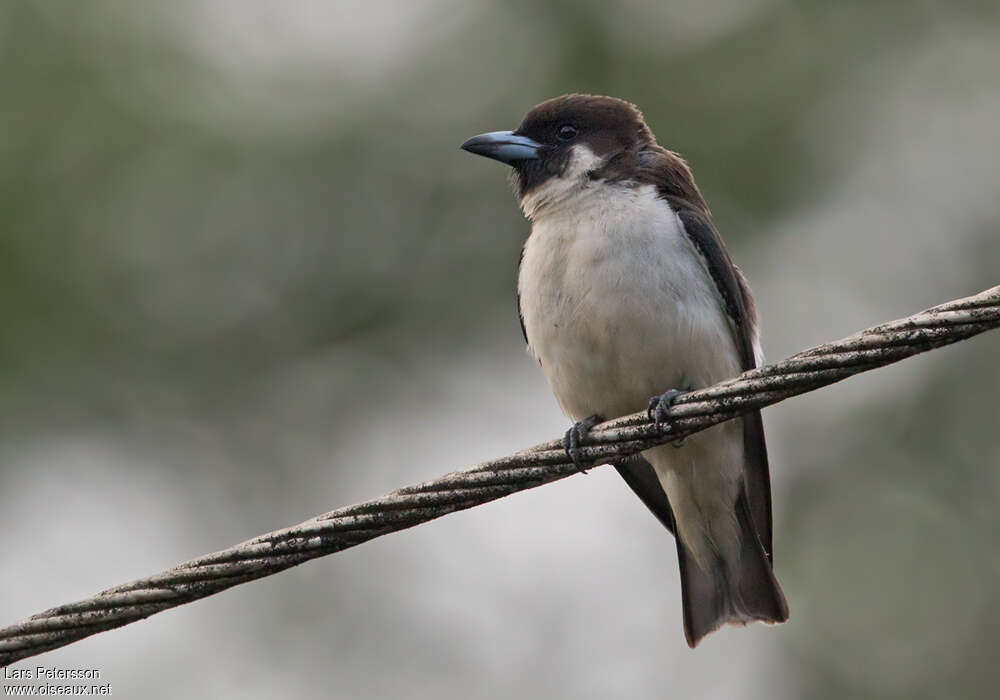 Fiji Woodswallowadult