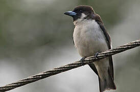 Fiji Woodswallow