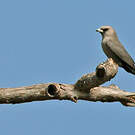 Langrayen gris