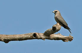 Black-faced Woodswallow