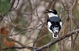 White-tailed Shrike