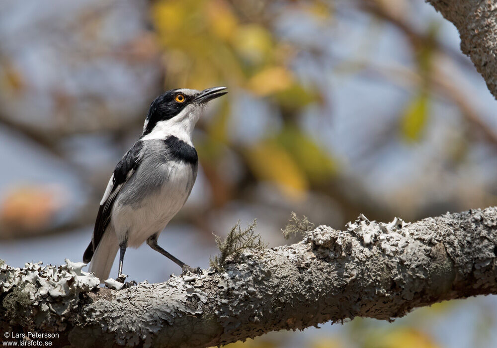 White-tailed Shrike