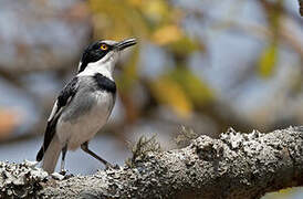 White-tailed Shrike