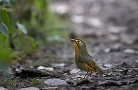 Red-billed Leiothrix