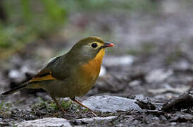 Red-billed Leiothrix