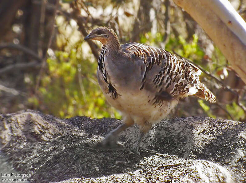 Malleefowladult, Reproduction-nesting, Behaviour