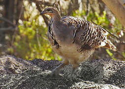 Malleefowl