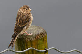 Twite