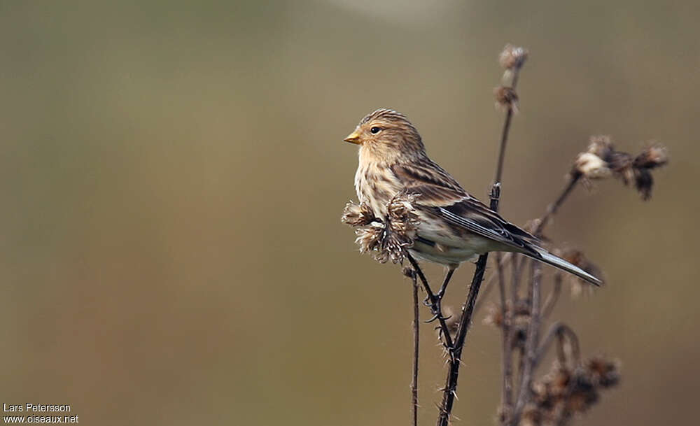 Linotte à bec jauneadulte, mange