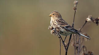 Twite