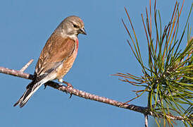 Common Linnet