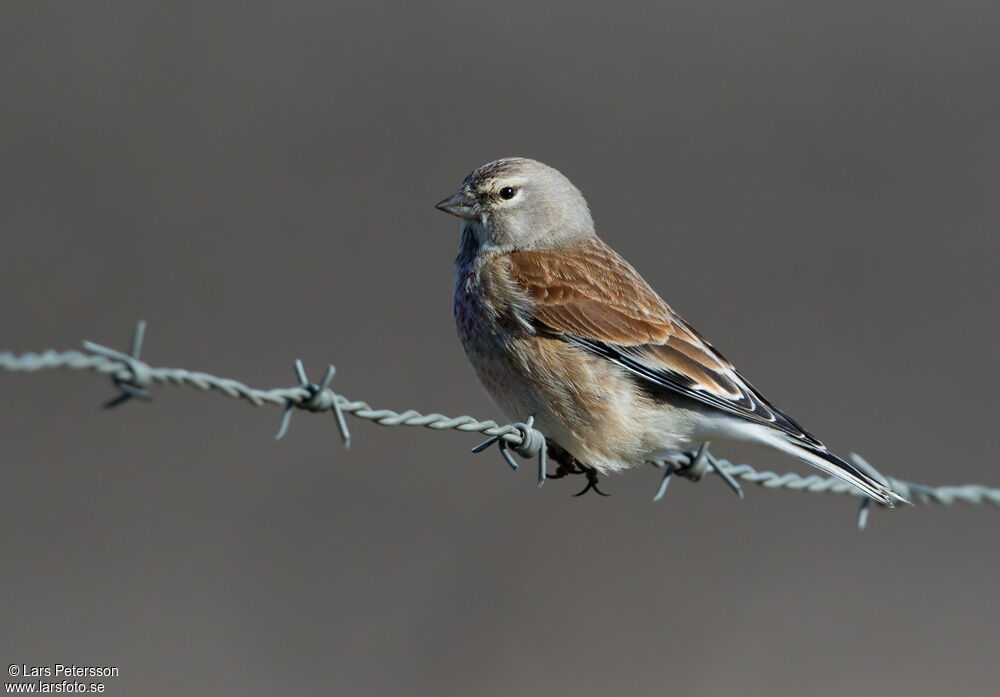 Common Linnet