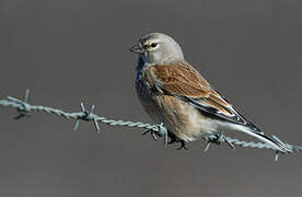 Common Linnet