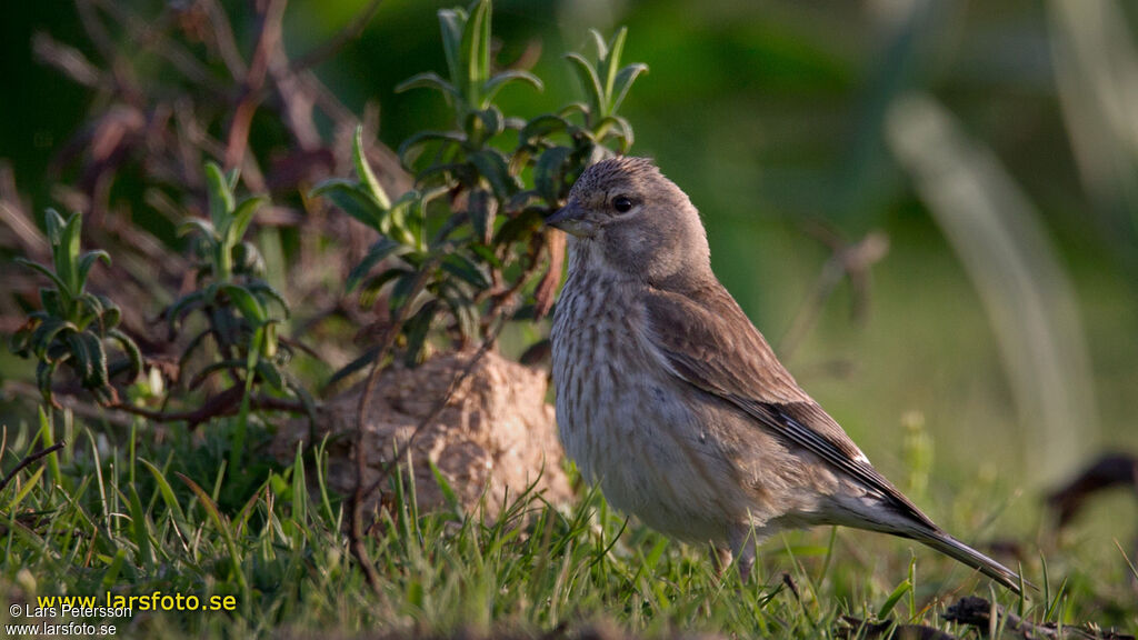 Linotte mélodieuse