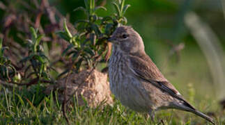 Common Linnet