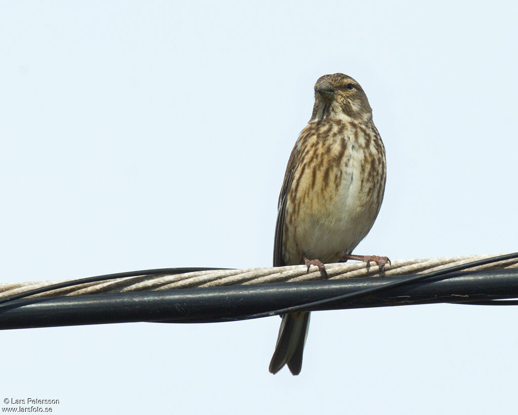 Linotte mélodieuse