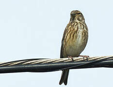 Common Linnet