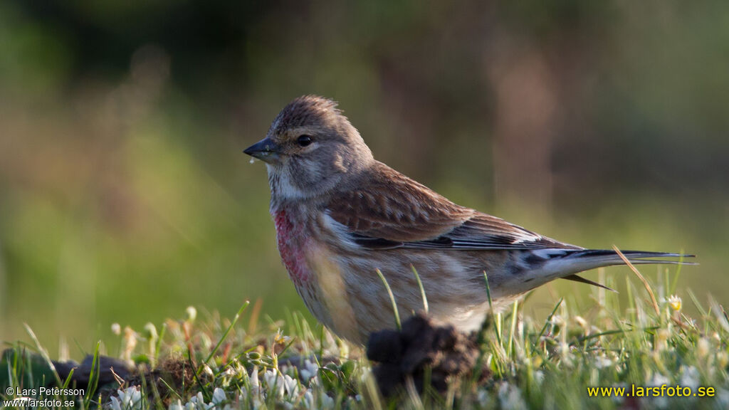 Linotte mélodieuse