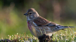 Common Linnet