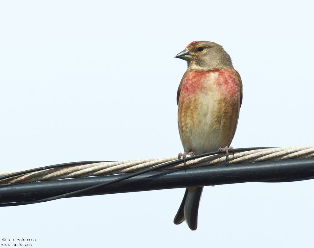 Linotte mélodieuse