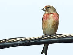 Common Linnet