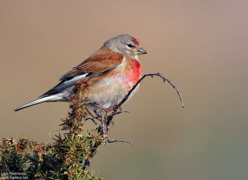 Common Linnet male adult breeding, identification