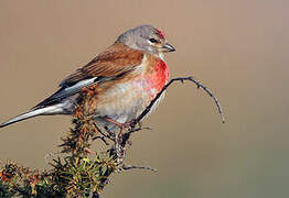 Common Linnet