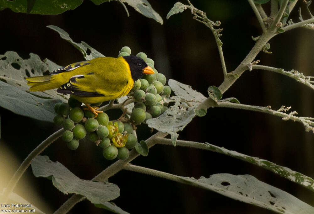 Oriole Finch male adult, feeding habits, eats