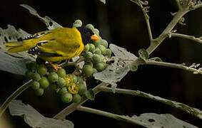 Oriole Finch