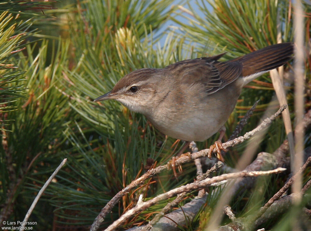 Middendorff's Grasshopper Warbler