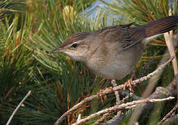 Middendorff's Grasshopper Warbler