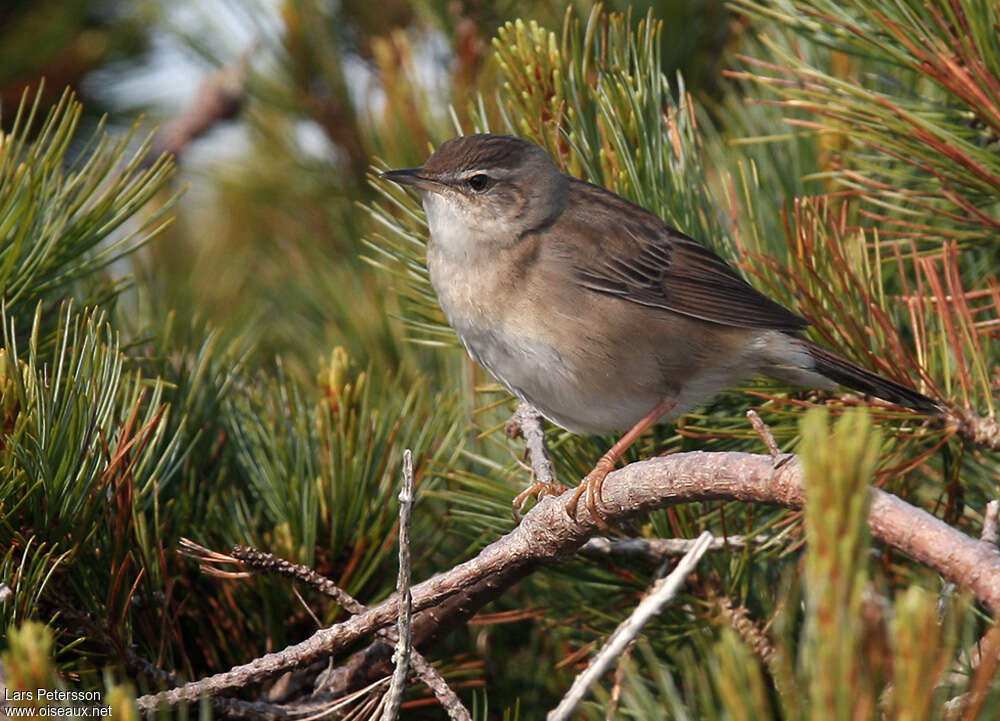 Locustelle de Middendorffadulte, identification