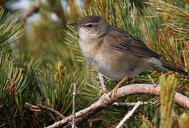 Middendorff's Grasshopper Warbler