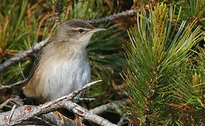 Middendorff's Grasshopper Warbler