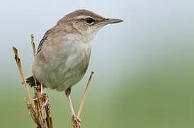 Styan's Grasshopper Warbler